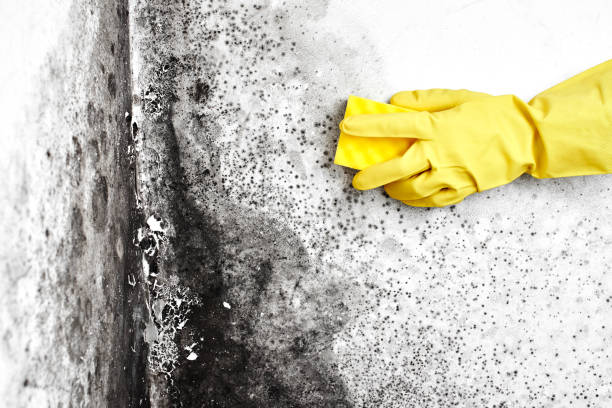 Mold Remediation for Rental Properties in Aromas, CA